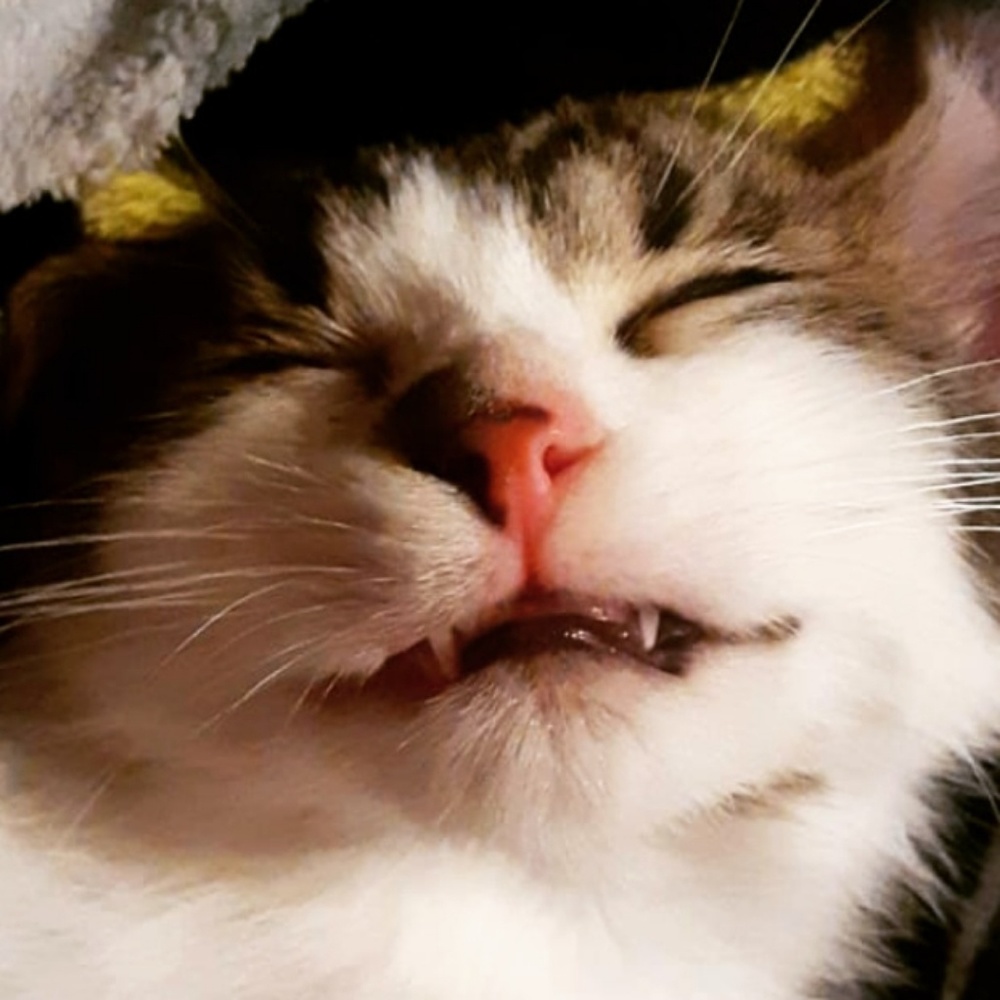 Meet your Posher, Lacey